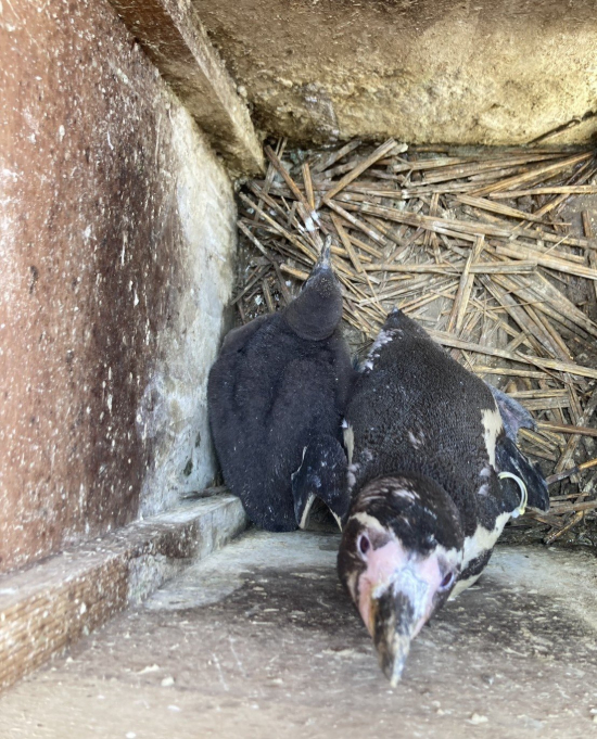 愛媛県立とべ動物園 カリフォルニアアシカの赤ちゃん